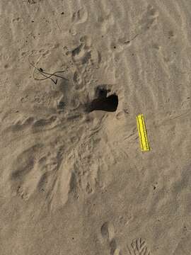 Image of Desert Kangaroo Rat