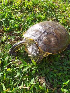 Image of Trachemys grayi panamensis Mccord, Joseph-Ouni, Hagen & Blanck 2010