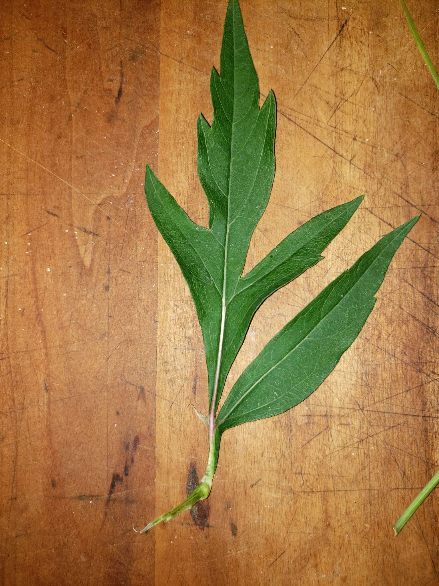 Image of <i>Rudbeckia <i>laciniata</i></i> var. laciniata