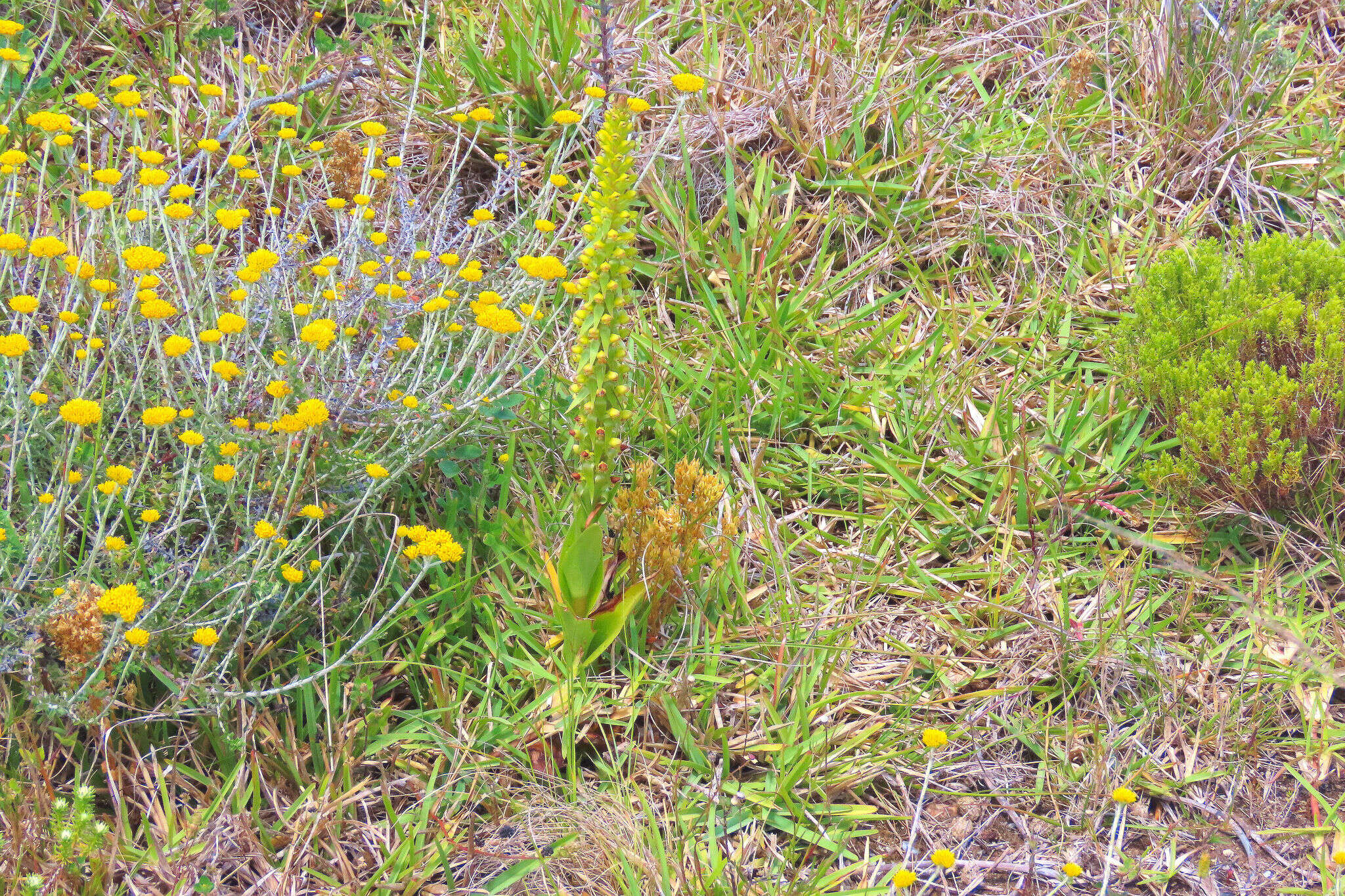 Image of Satyrium parviflorum Sw.