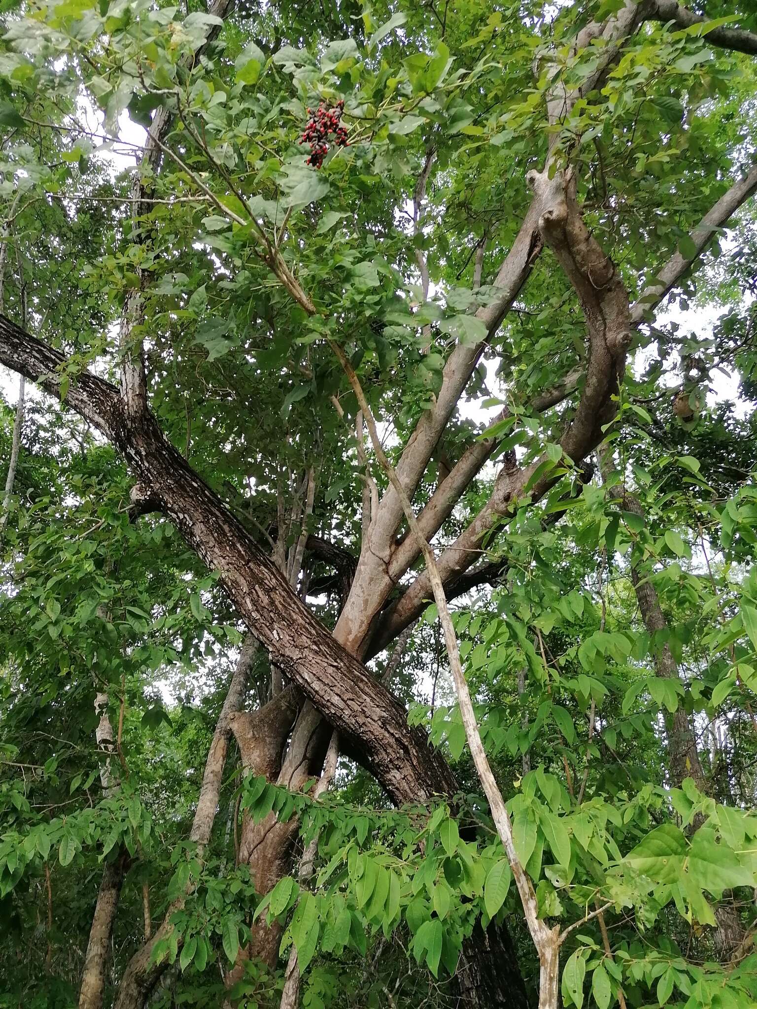 Image of Erythrina lanata Rose