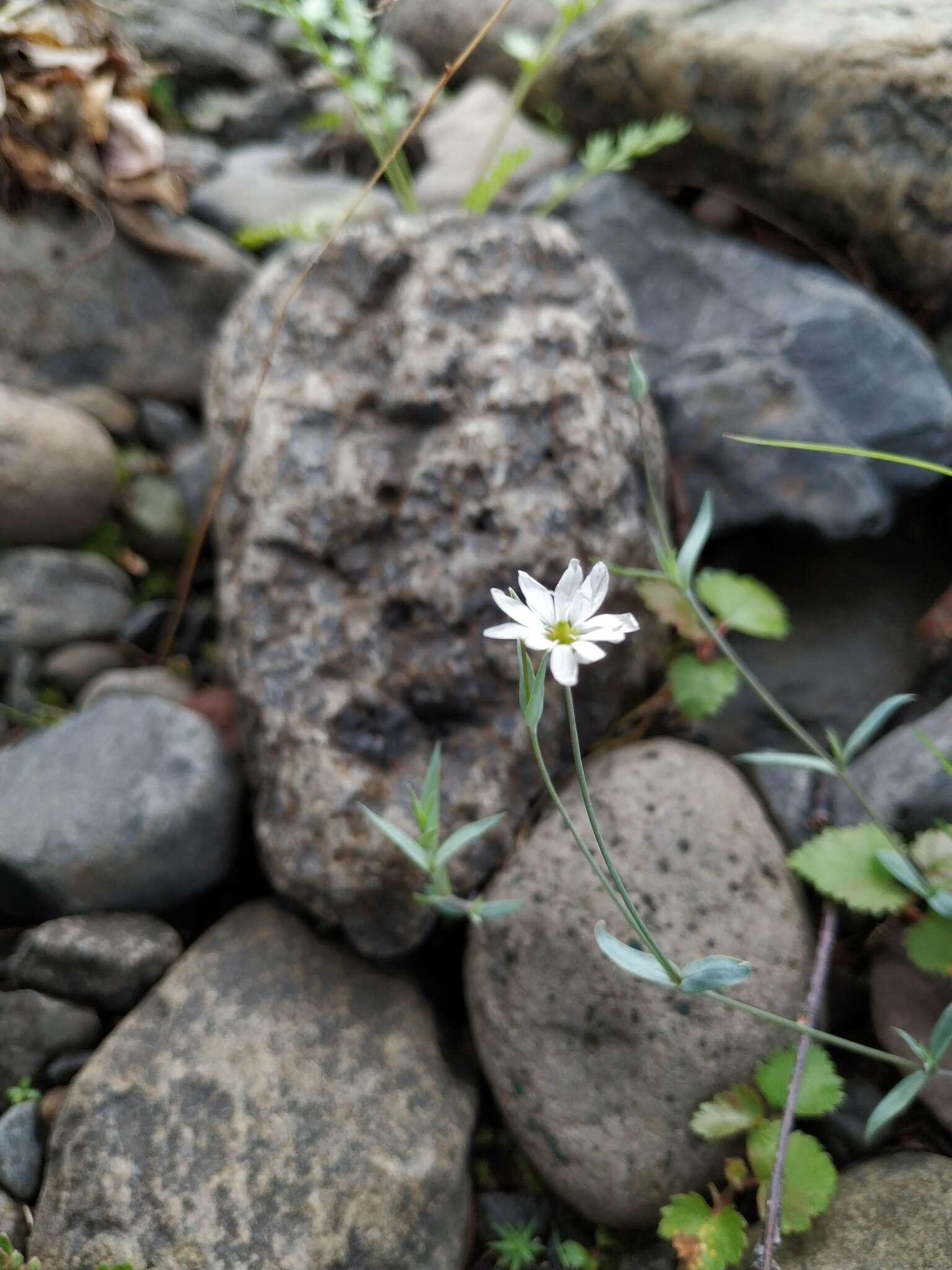 Imagem de Stellaria fischeriana Ser.