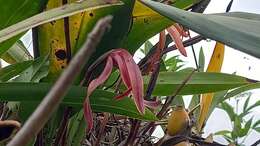 Image of Maxillaria colorata Rchb. fil.