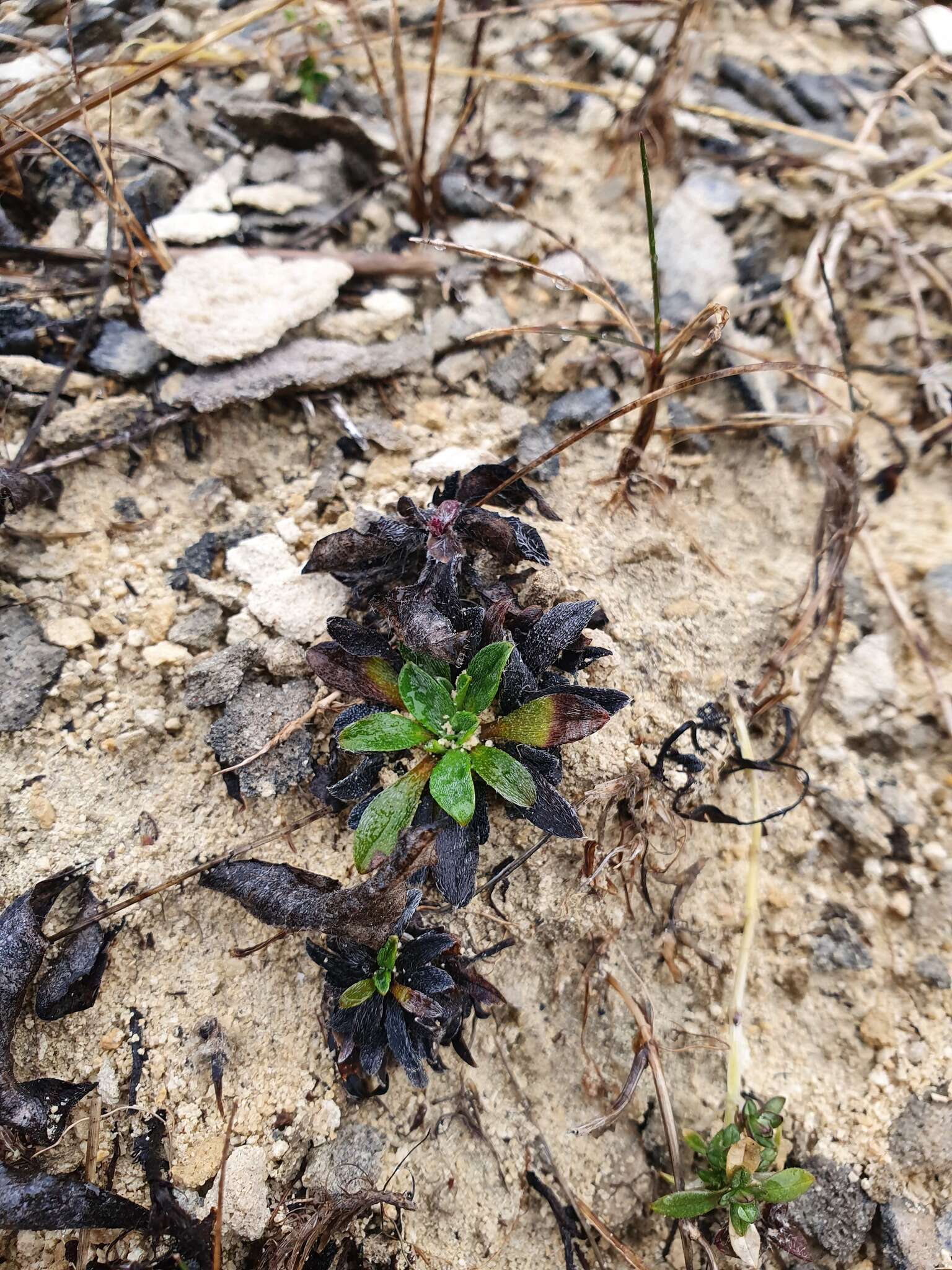 Image of Myosotis colensoi (Kirk) Macbr.