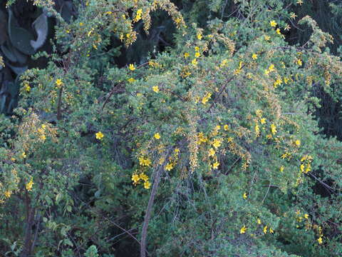 Image of Hypericum revolutum subsp. revolutum