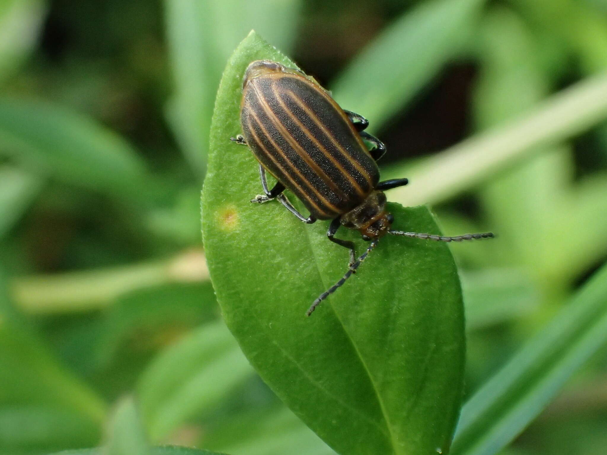 Imagem de Neolochmaea dilatipennis (Jacoby 1886)