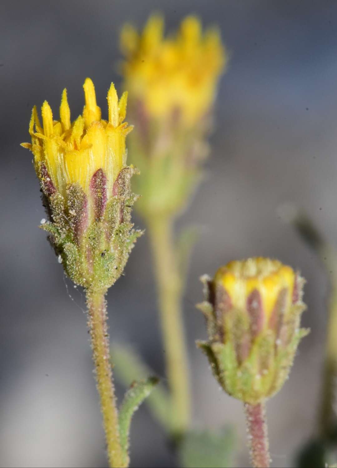 Xanthisma grindelioides var. depressum (Maguire) D. R. Morgan & R. L. Hartman resmi