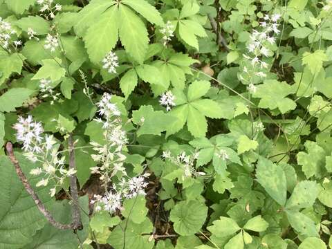 Image of Tiarella nautila G. L. Nesom