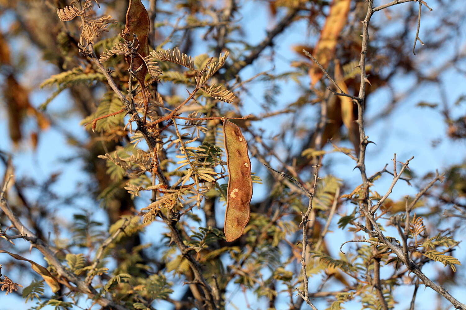 Image of Senegalia hereroensis (Engl.) Kyal. & Boatwr.