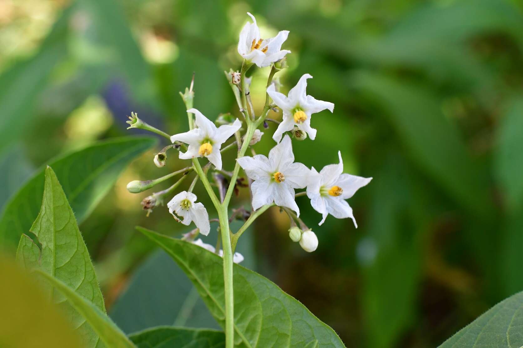 Image of Solanum pubigerum Dun.