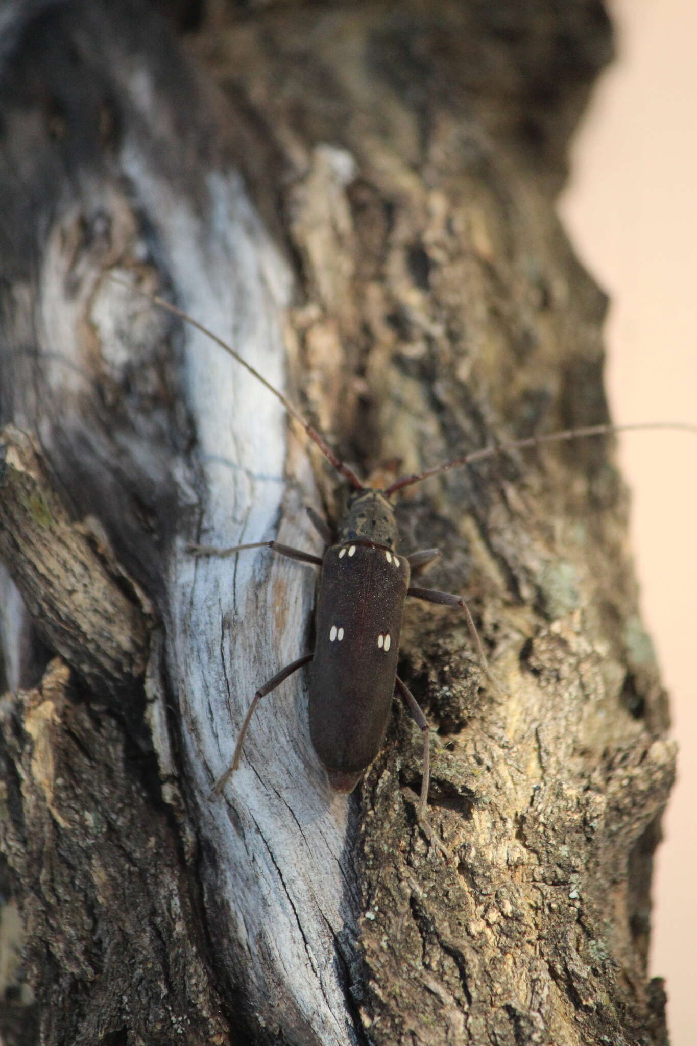 Image of Susuacanga patruelis (Bates 1884)