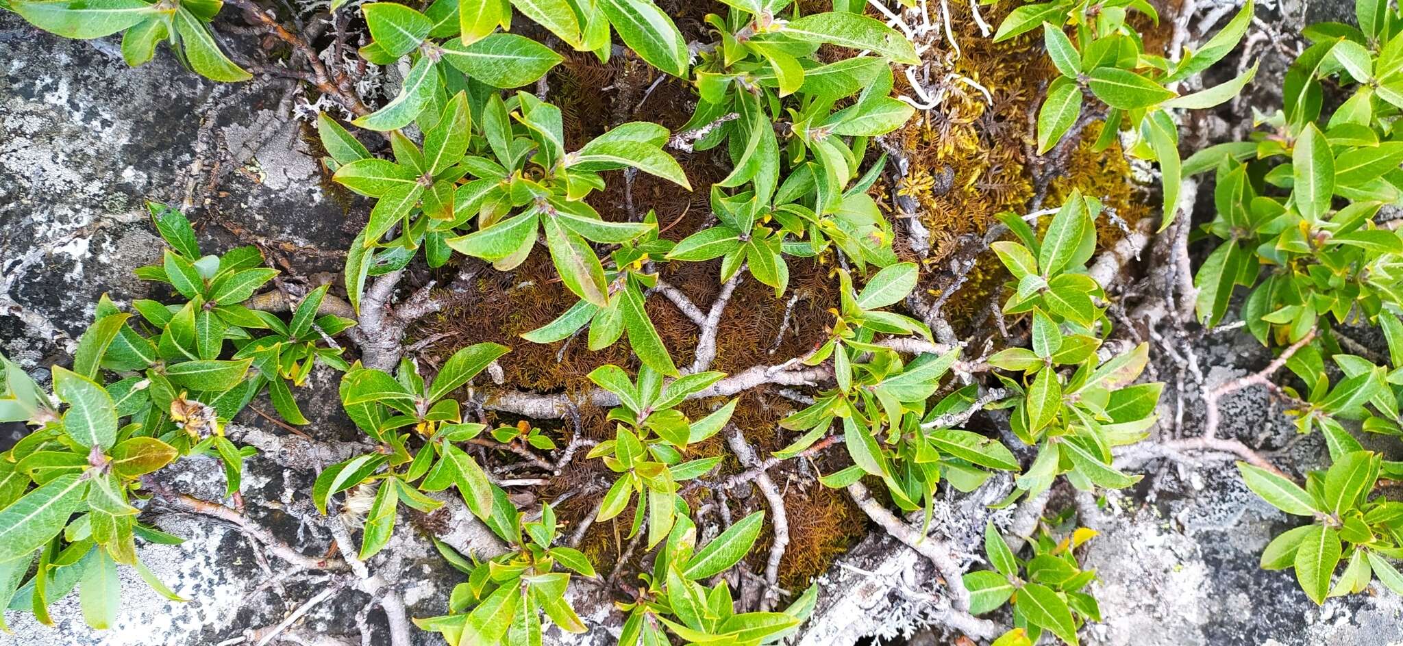 Image of Salix recurvigemmata A. Skvorts.