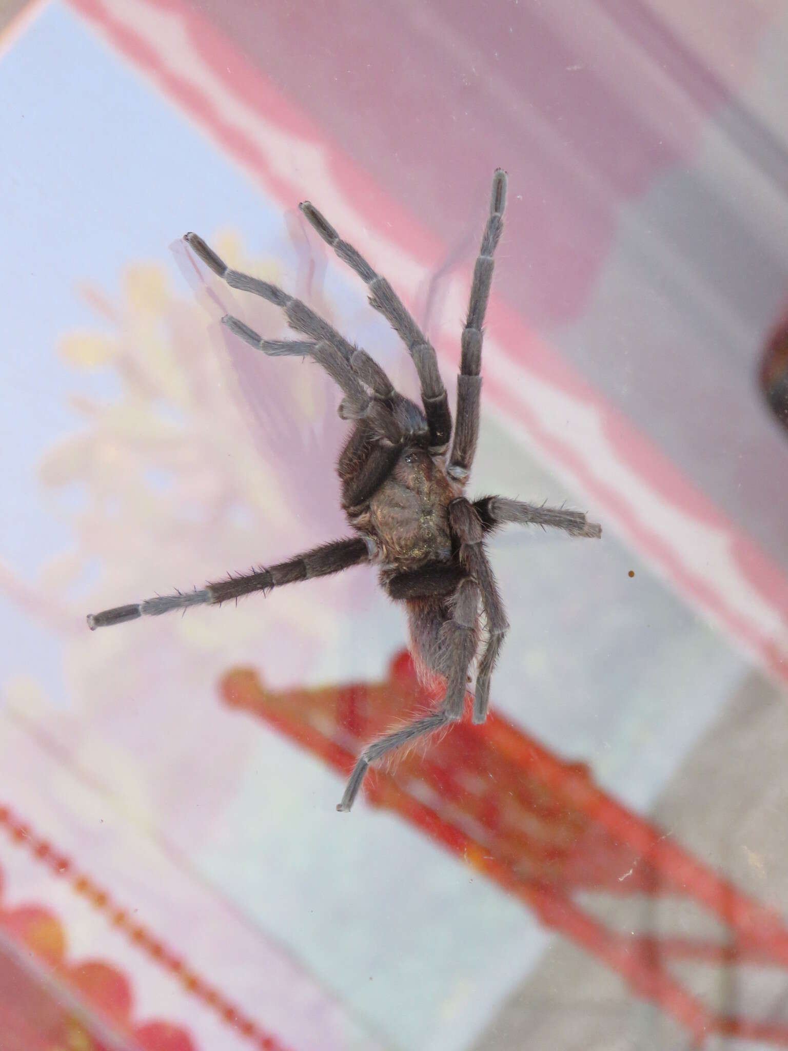 Image of Costa Rican Bluefront Tarantula