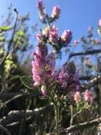 Imagem de Indigofera cytisoides Thunb.