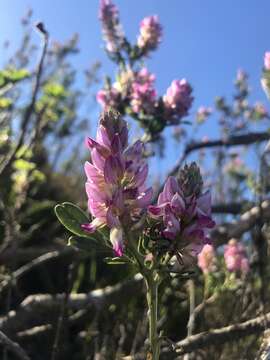 صورة Indigofera cytisoides Thunb.