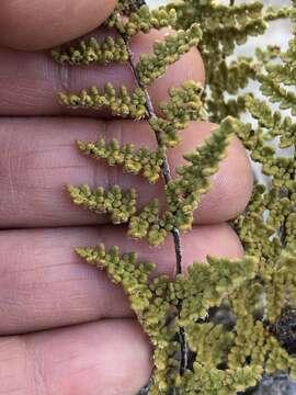 Image de Myriopteris fendleri (Hook.) E. Fourn.