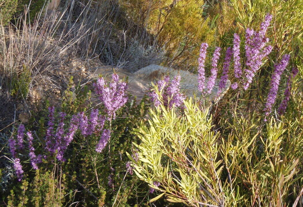 Image of Agathosma pungens (E. Mey. ex Sond.) Pillans