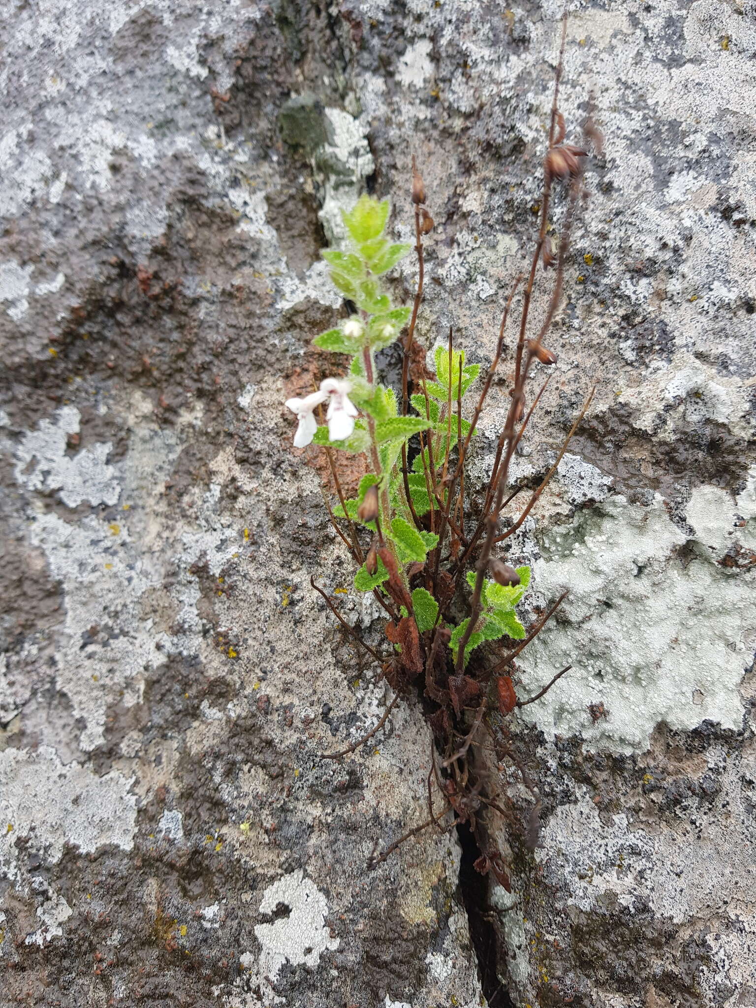 Imagem de Stachys natalensis Hochst.