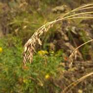 Image de Festuca sibirica Hack. ex Boiss.