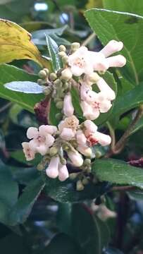 Image of viburnum