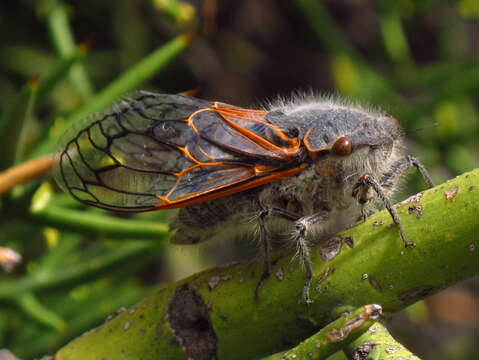 Image of Tettigades limbata Torres 1958