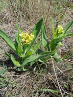 Image of Jatropha zeyheri Sond.