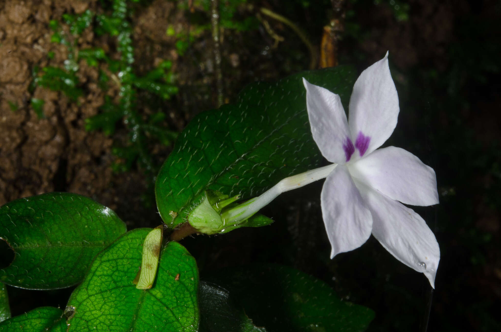 Stenandriopsis buntingii (S. Moore) Heine resmi