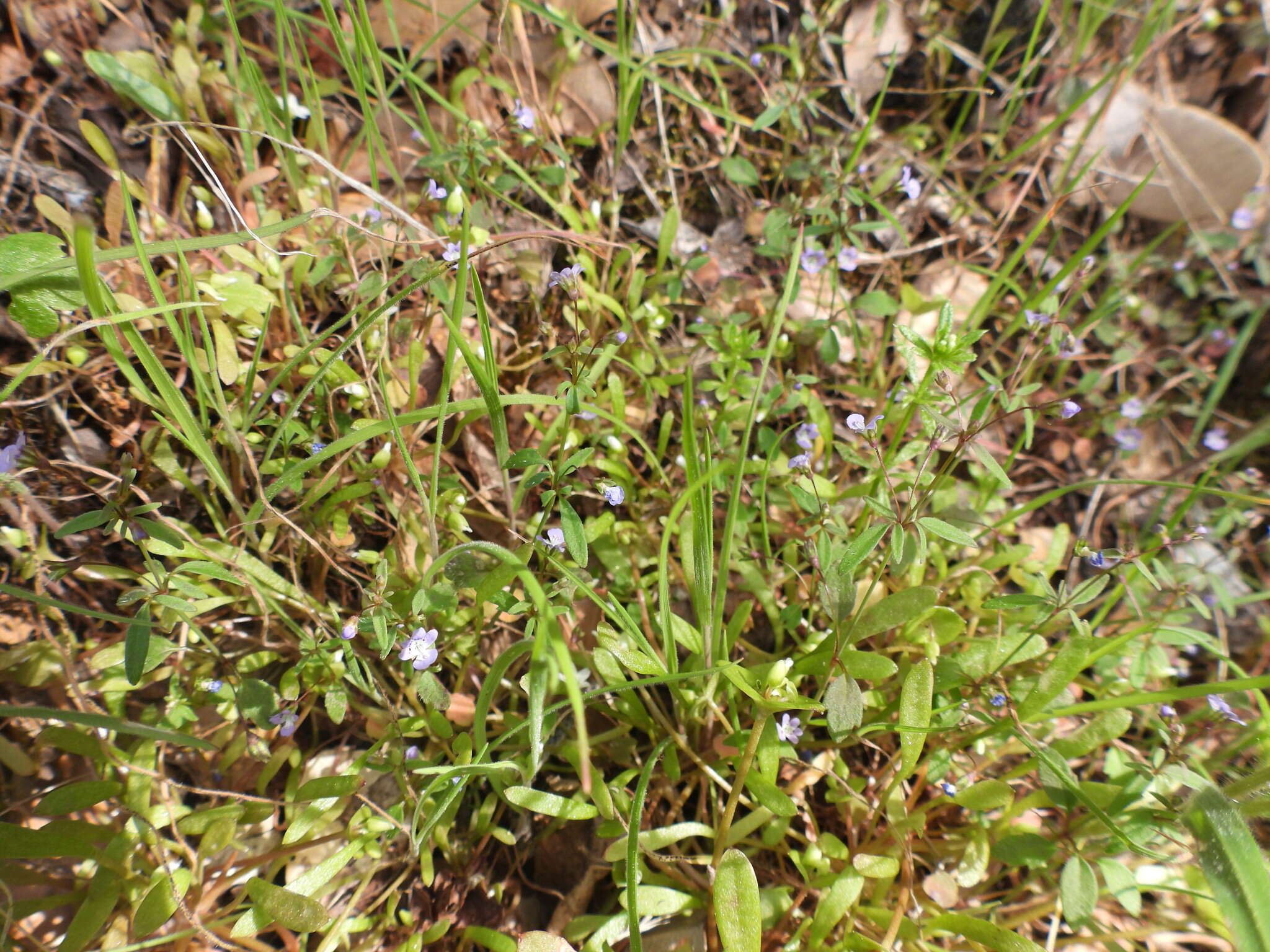 Image of Small-flower Tonella