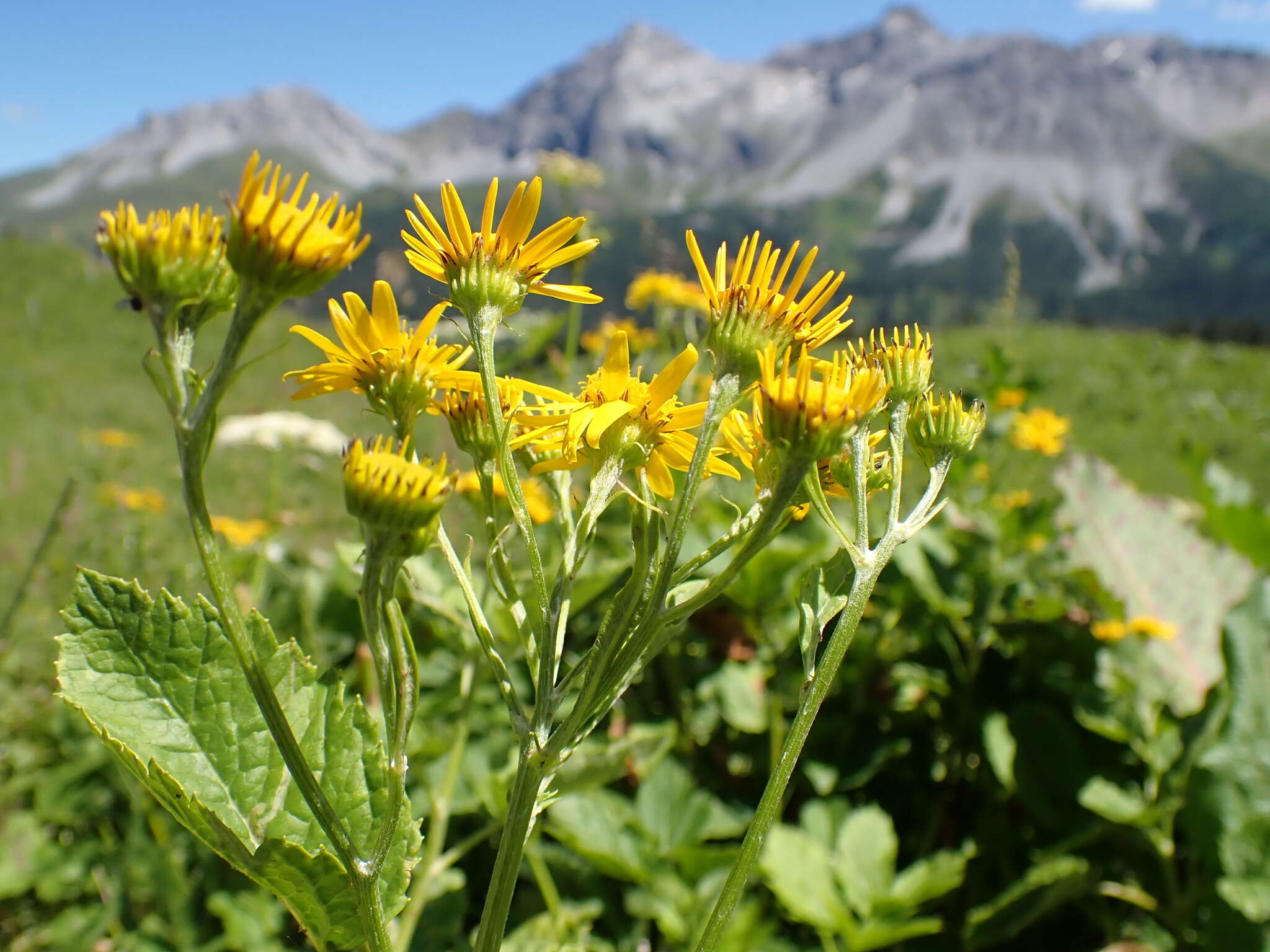 Plancia ëd Jacobaea alpina (L.) Moench