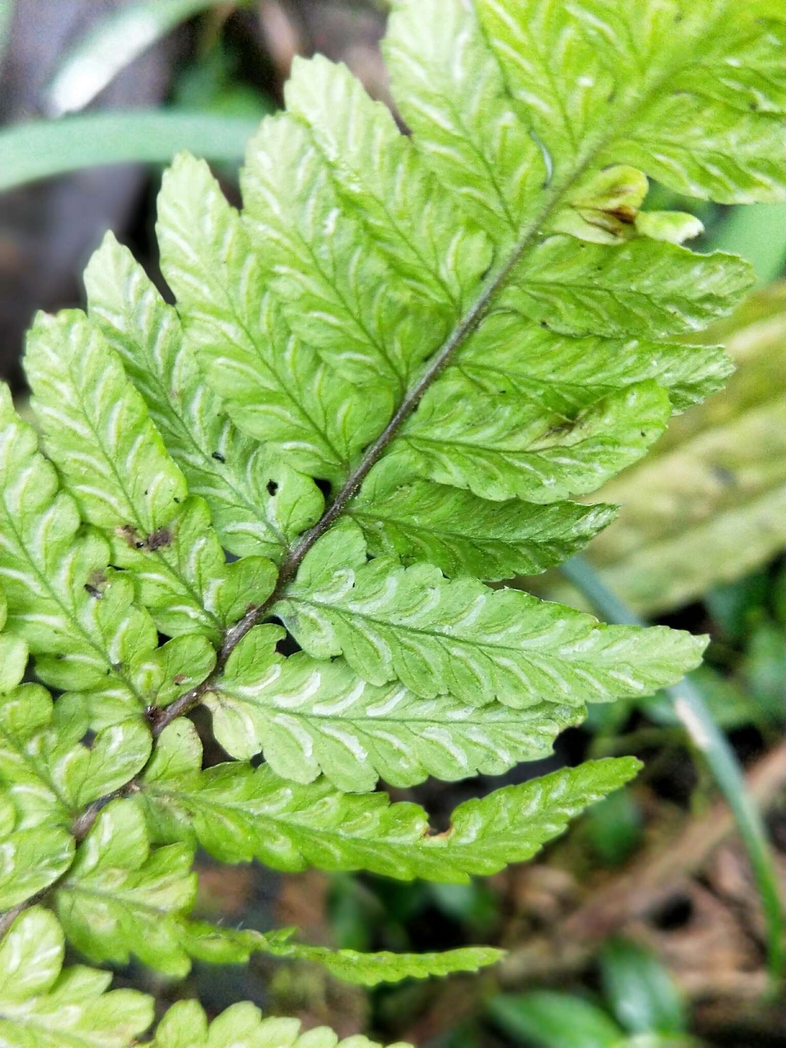 Plancia ëd Athyrium arisanense (Hayata) Tag.