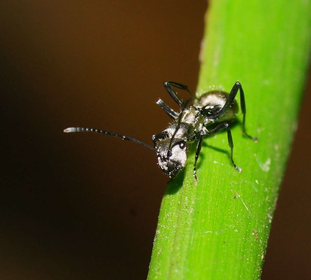 Image of Polyrhachis cupreata Emery 1895