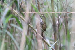 Image of Marsh Babbler