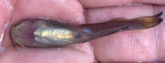 Image of Flat Bullhead