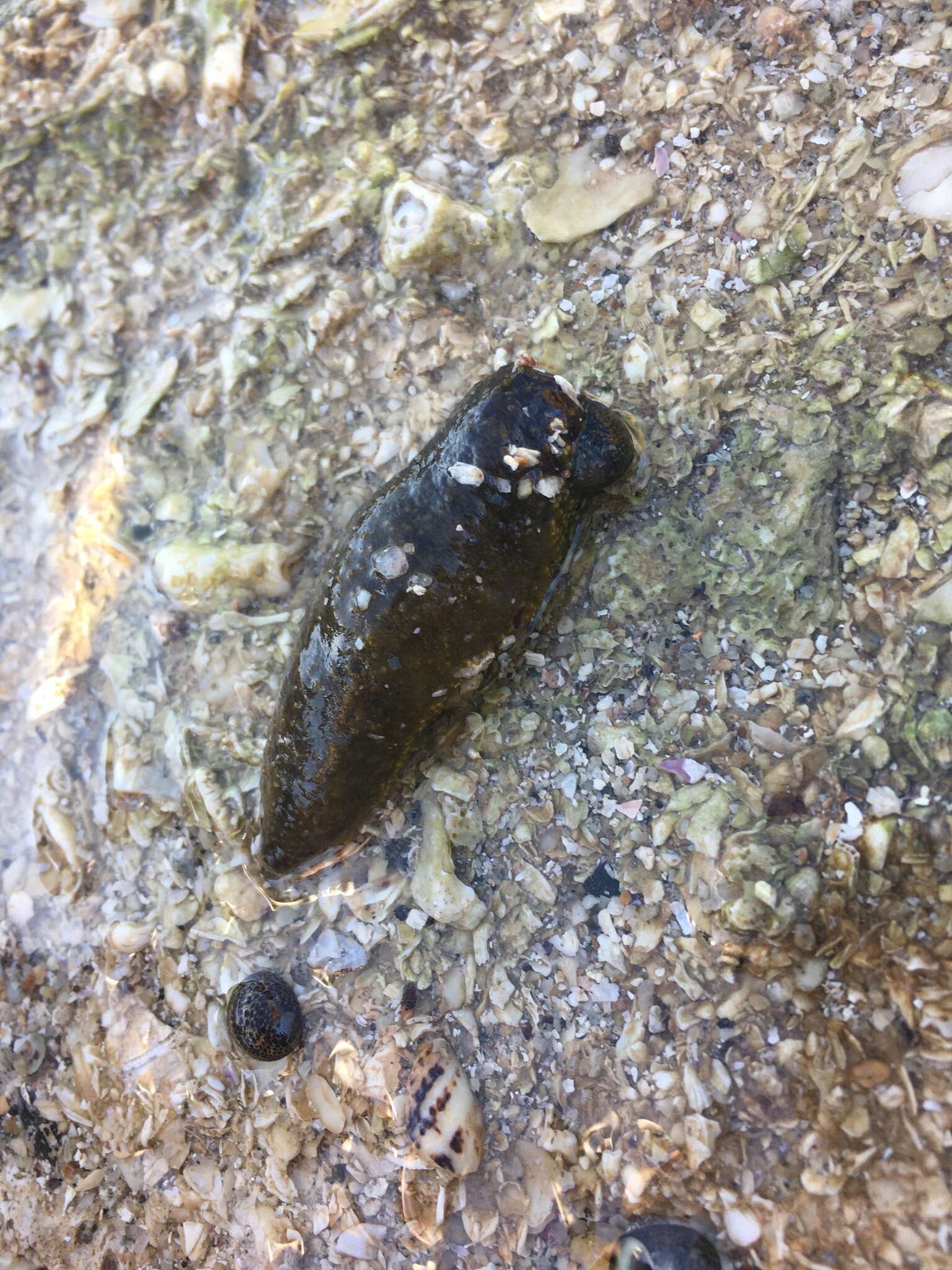 Image of Holothuria (Selenkothuria) lubrica Selenka 1867