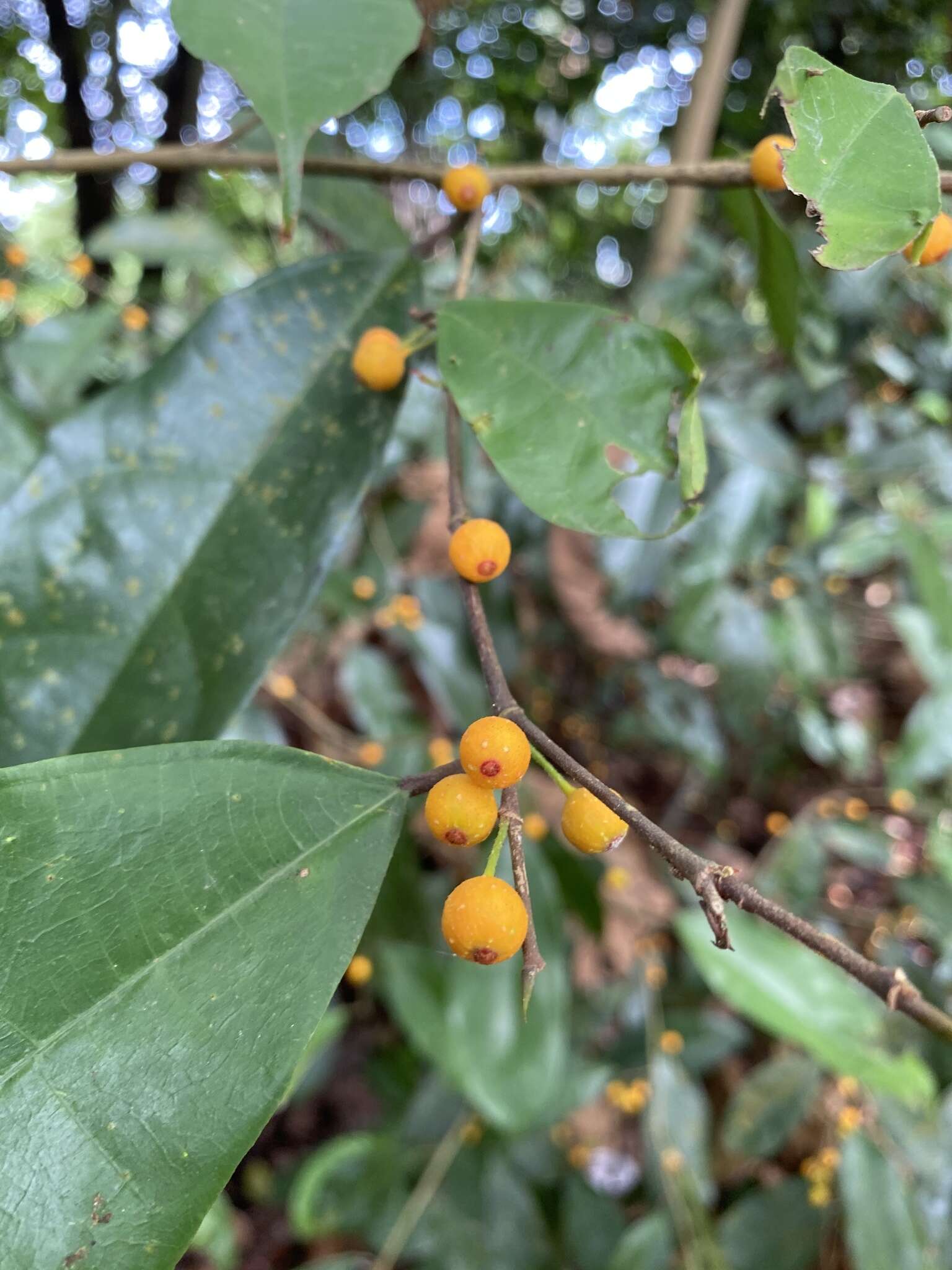 Image de Ficus heteropleura Bl.