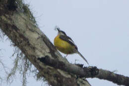 Image of White-winged Apalis