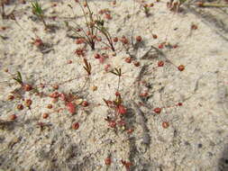 Image of Pharnaceum pusillum Schltr.