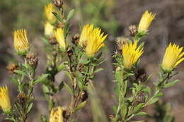 Image of Texas sleepydaisy