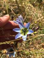 Image of Ixia monadelpha D. Delaroche