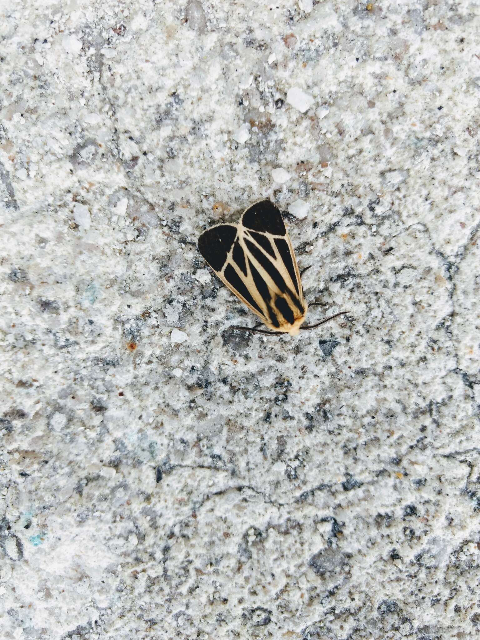 Image of Nais Tiger Moth