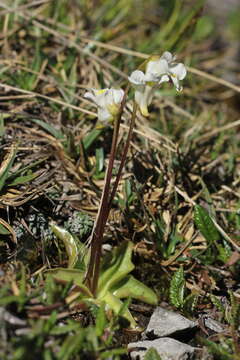 Image of Pinguicula alpina L.