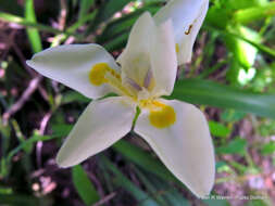 Image of Wild iris