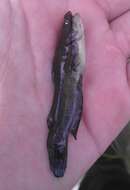 Image of Yellow Bullhead