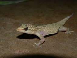 Imagem de Phyllodactylus ventralis