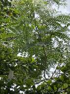 Image of tall albizia