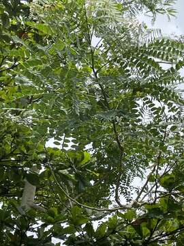 Imagem de Albizia procera (Roxb.) Benth.