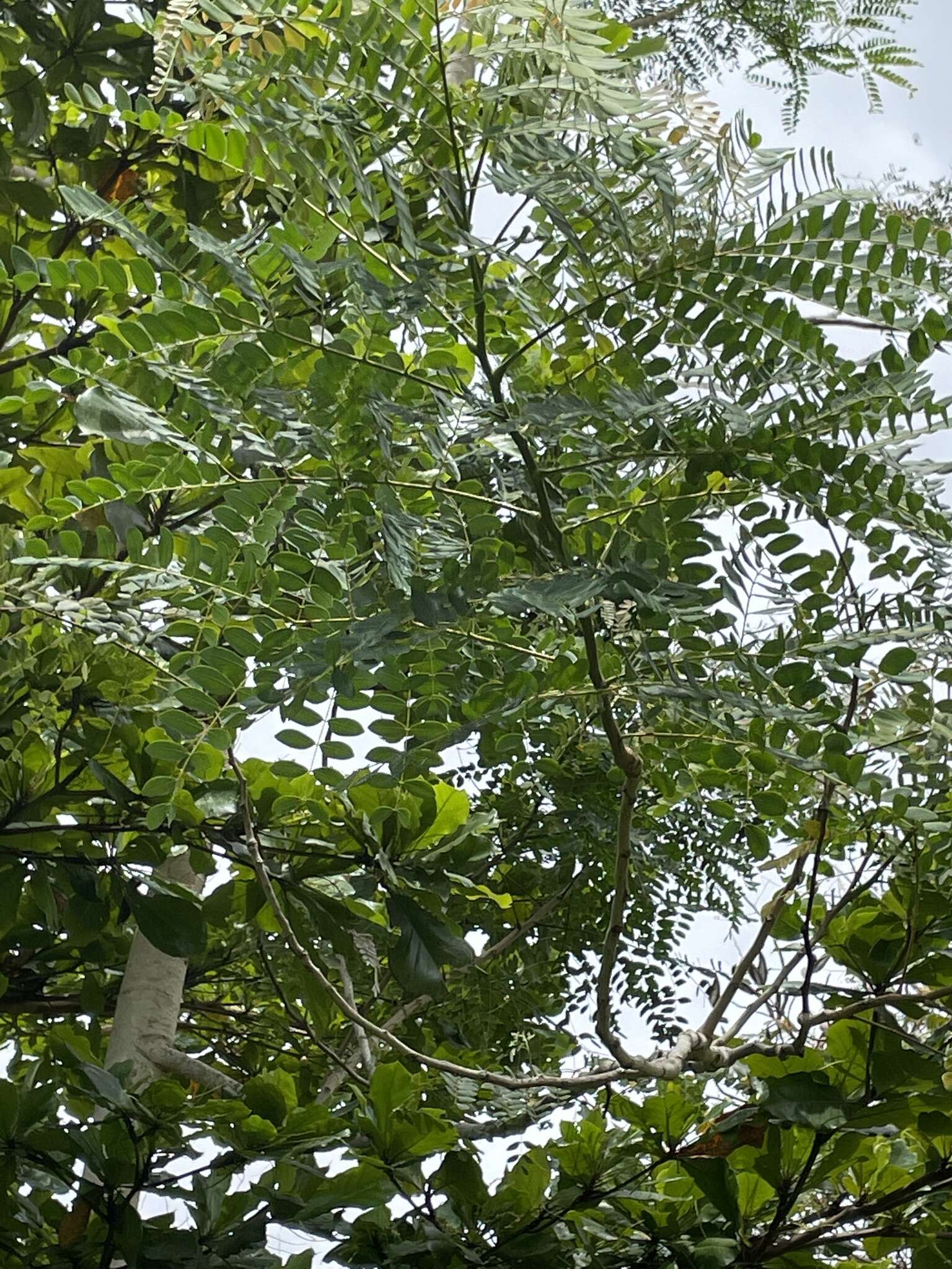 Image of tall albizia