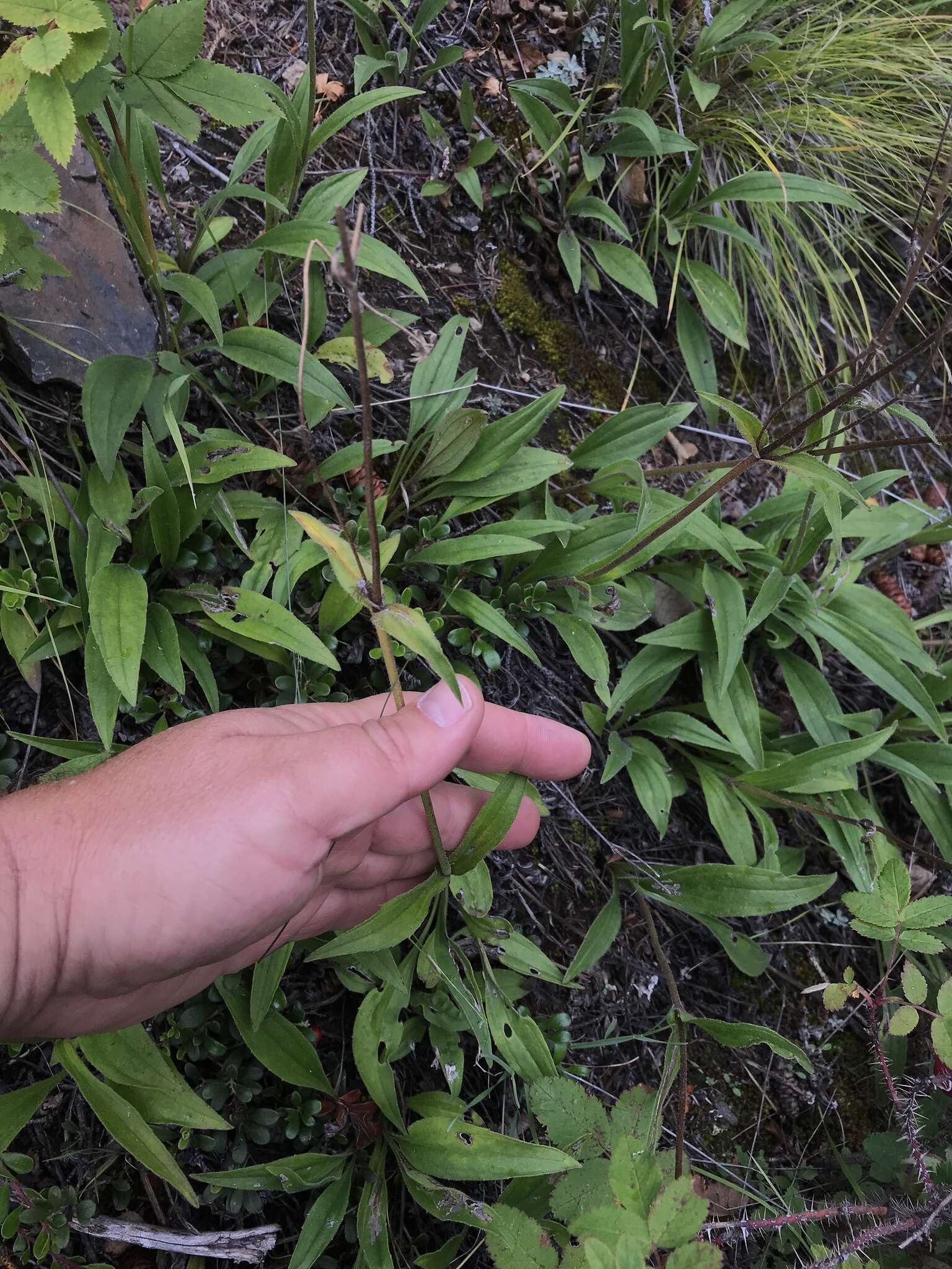 Image of longleaf arnica