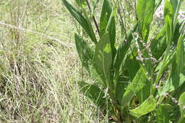 Plancia ëd Boraginaceae