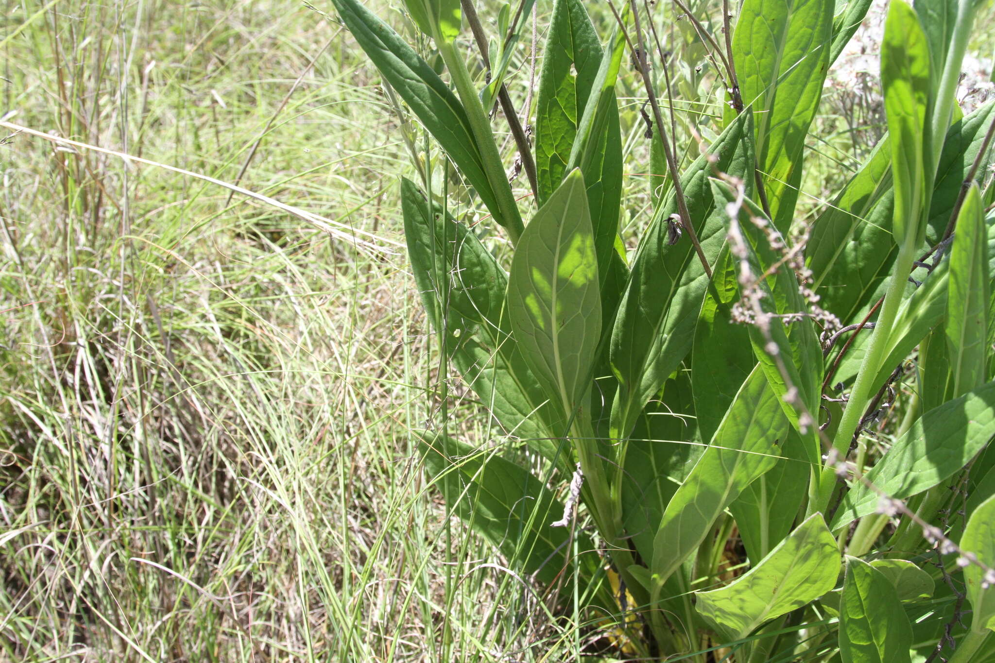 Plancia ëd Boraginaceae